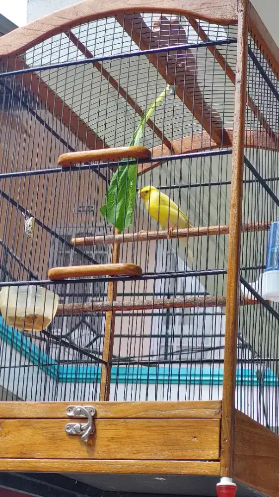 Kenari kuning af jambul kenari warna kuning