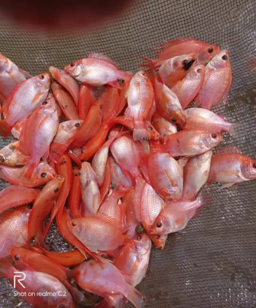 BIBIT IKAN NILA MERAH 2JARI