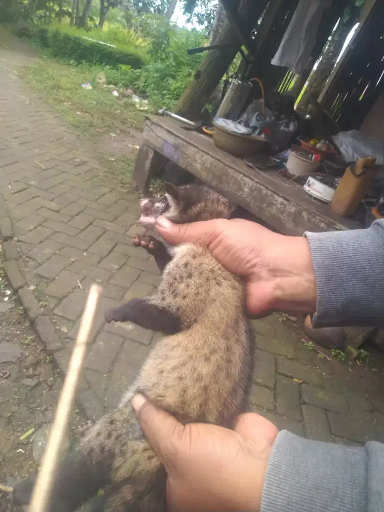 Anakan musang pandan