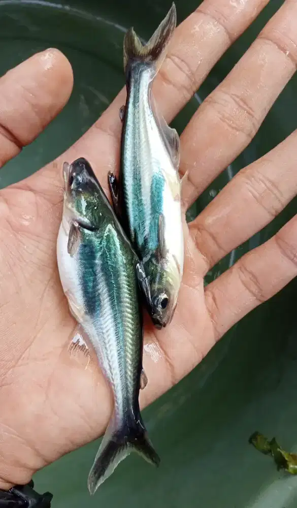 BIBIT IKAN PATIN 7/8CM