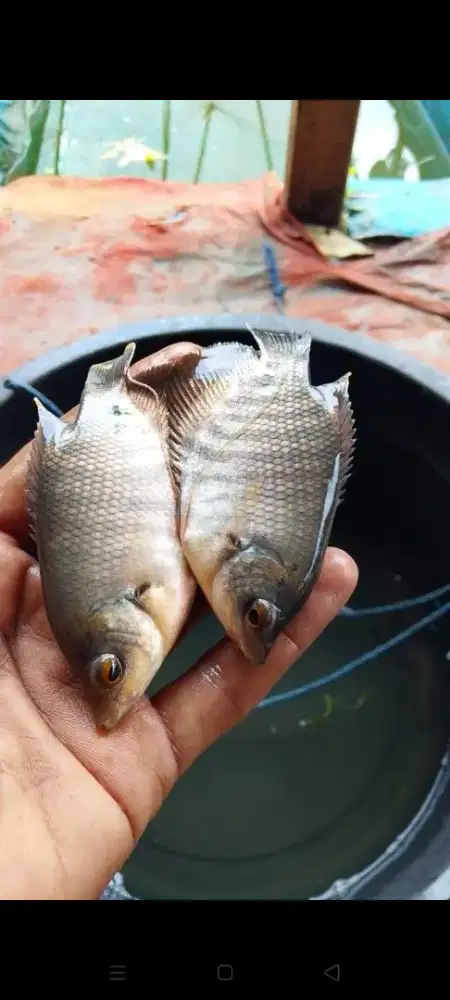 BIBIT IKAN GURAME SOANG