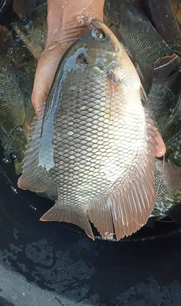 GURAME SOANB 5JARI KUALITAS UNGGUL