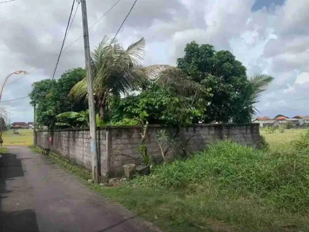 termurah jl Padma penatih denpasar timur 3.1 are tanah di jual