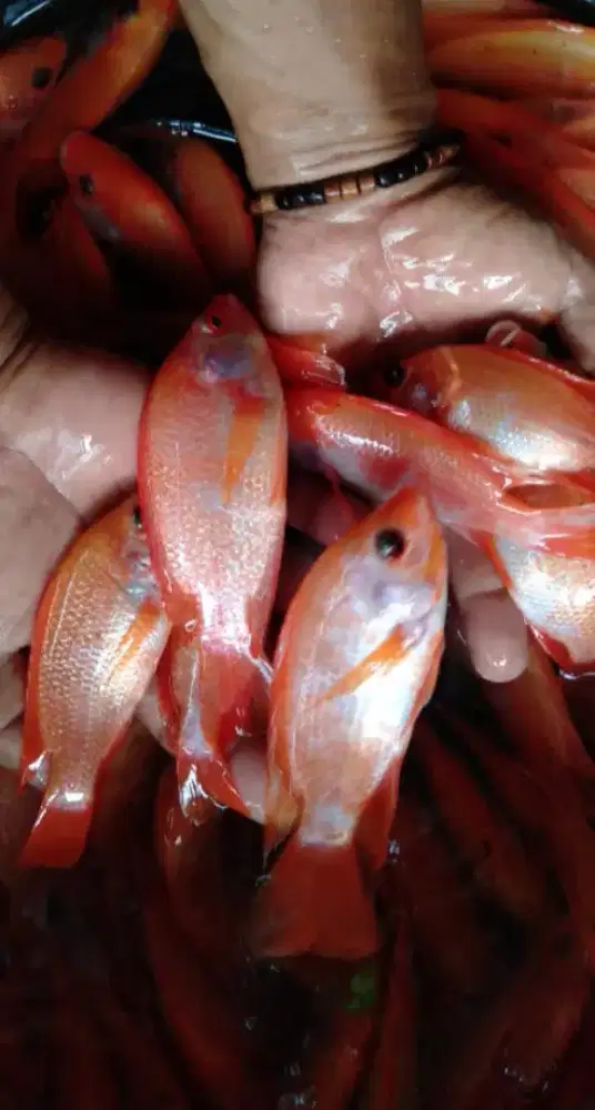 BIBIT IKAN NILA MERAH KUALITAS UNGGUL