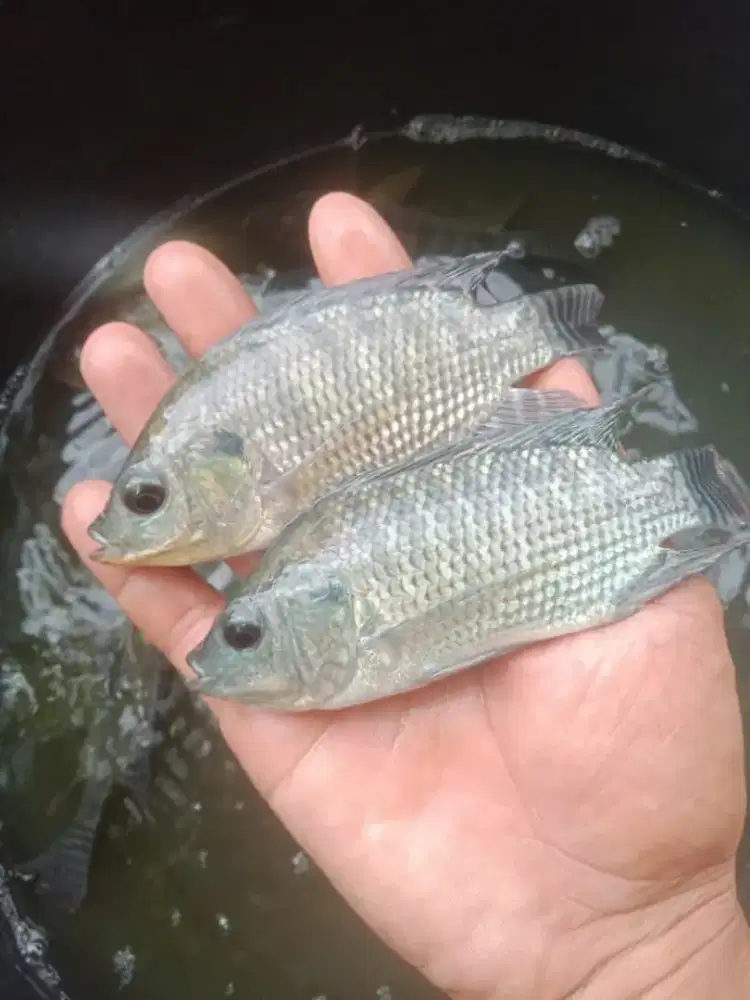 BIBIT IKAN NILA HITAM NIRWANA