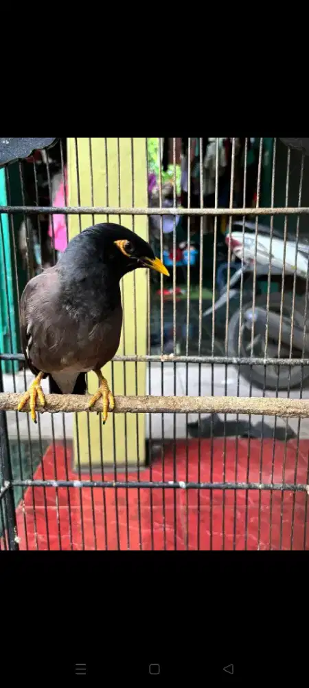 Jalak Nias Sudah Rajin Bunyi