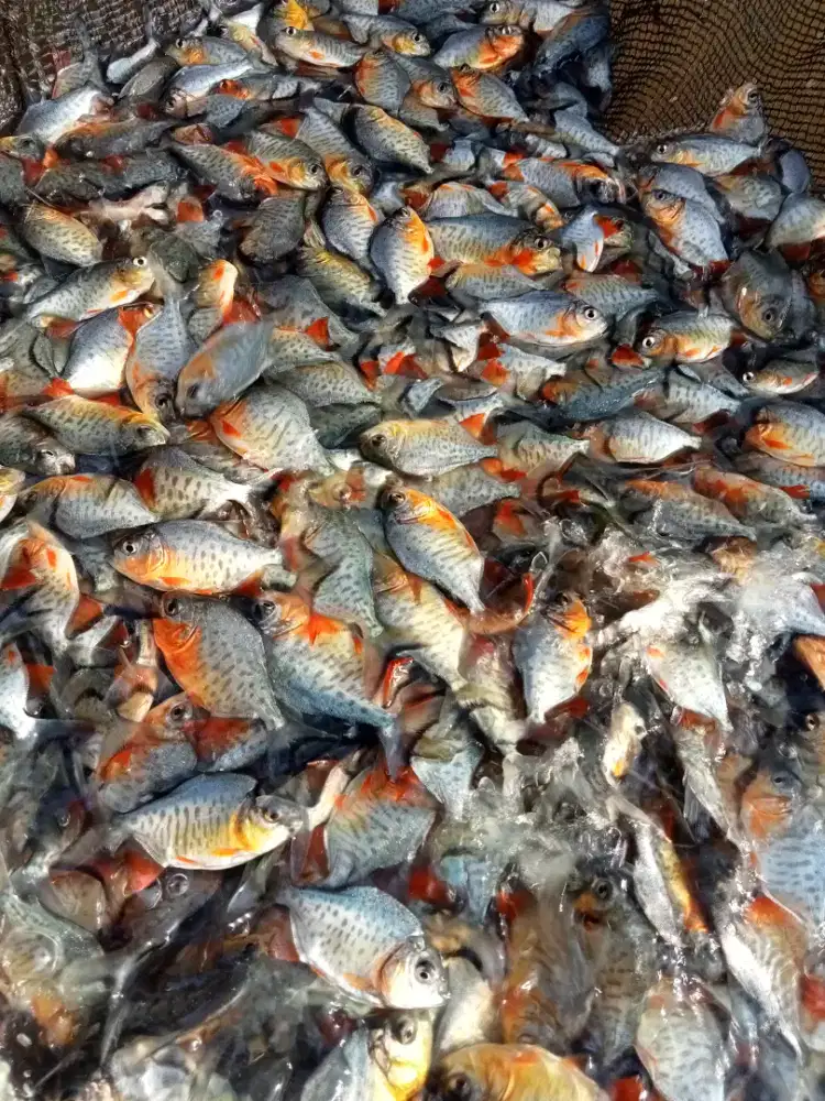 BIBIT IKAN BAWAL KUALITAS UNGGUl