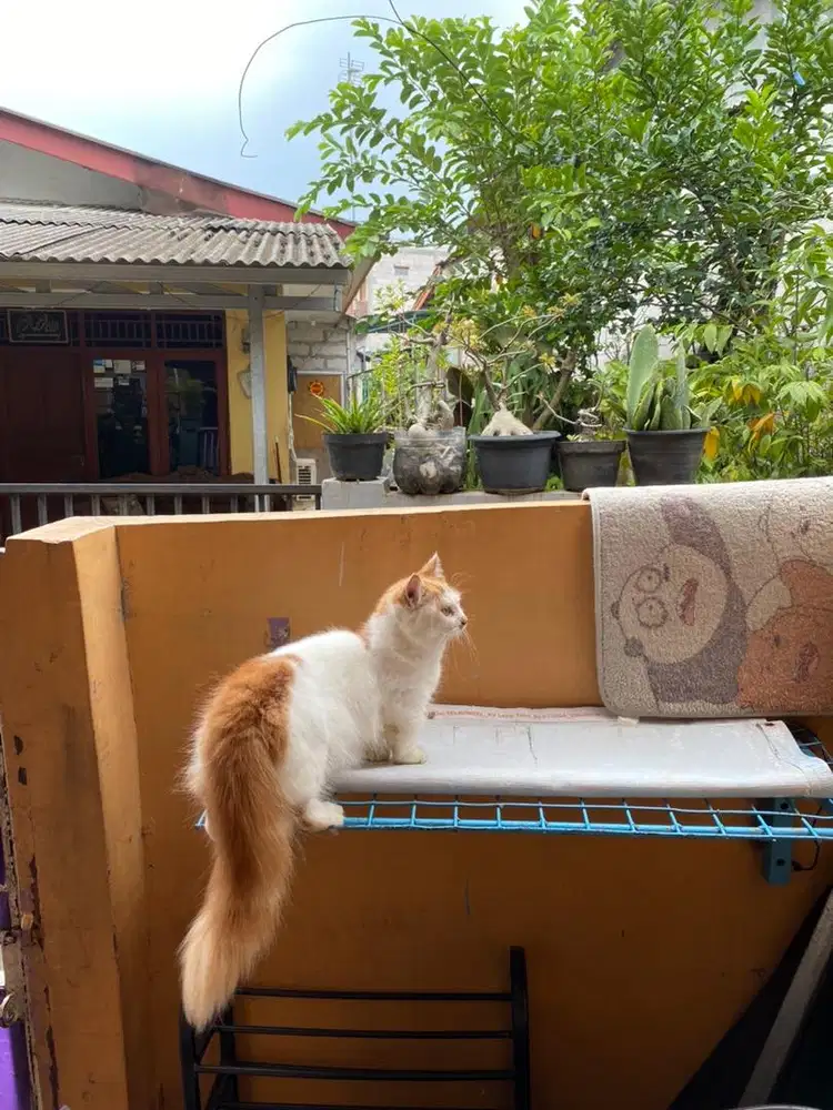 Kucing munchkin jantan