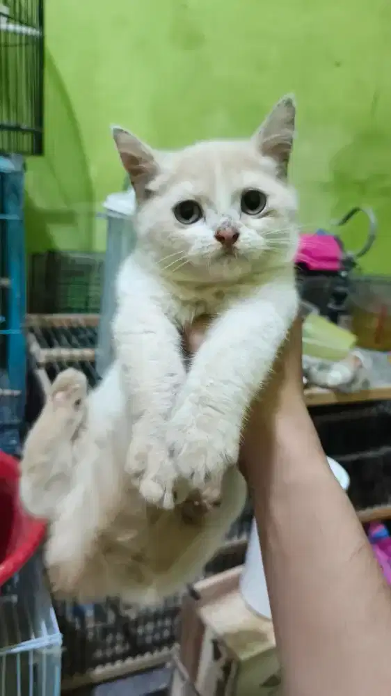 Jantan Shorthair indukan Mix BSH