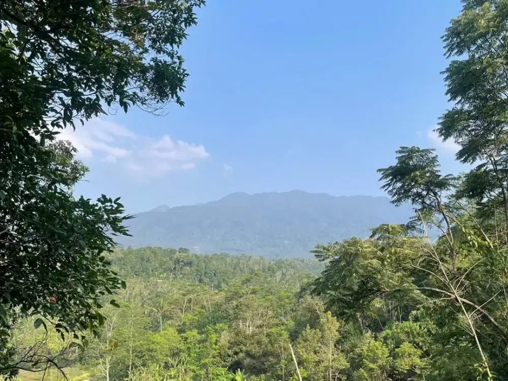 Dijual Murah Kebun Manggis 1,8 ha di Wanayasa Purwakarta