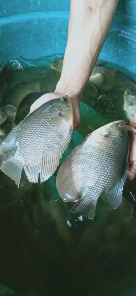 GURAME SOANG 5JARI KUALITAS UNGGUL