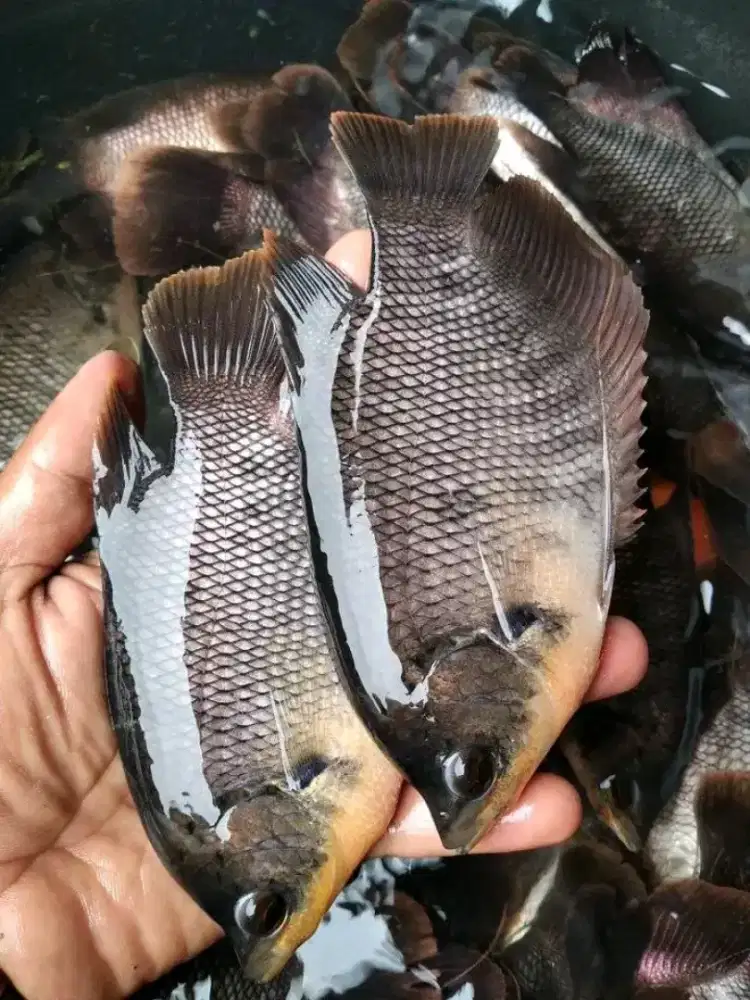 BIBIT IKAN GURAME SOANG 3JARI