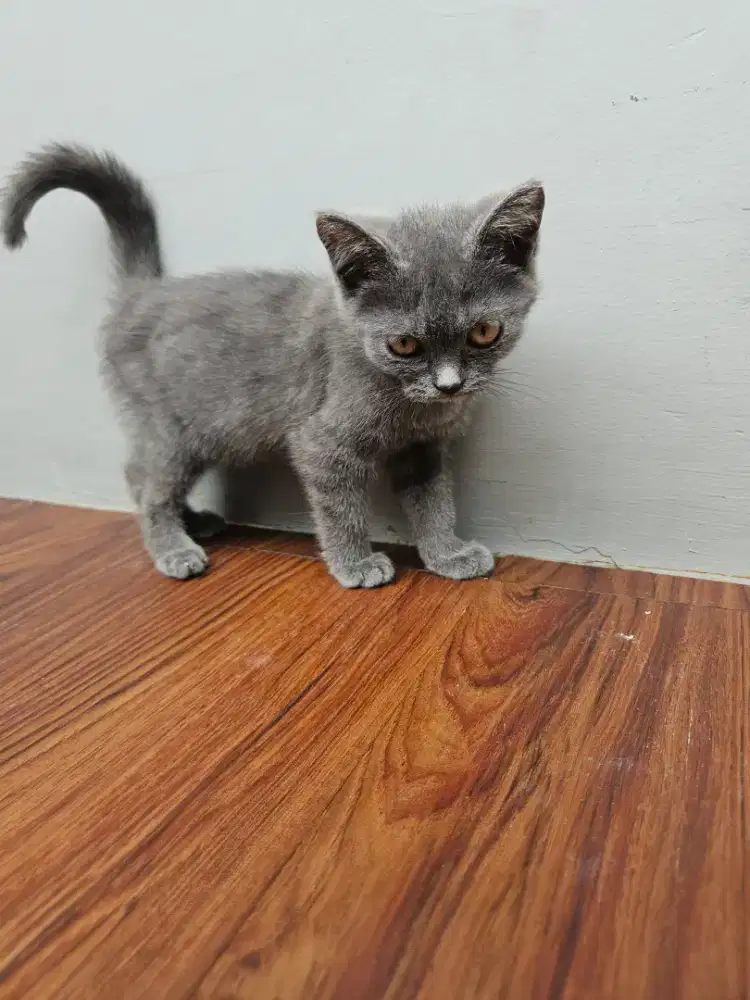 British Shorthair NonPed