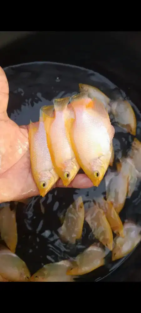 BIBIT IKAN GURAME PADANG 3JARI