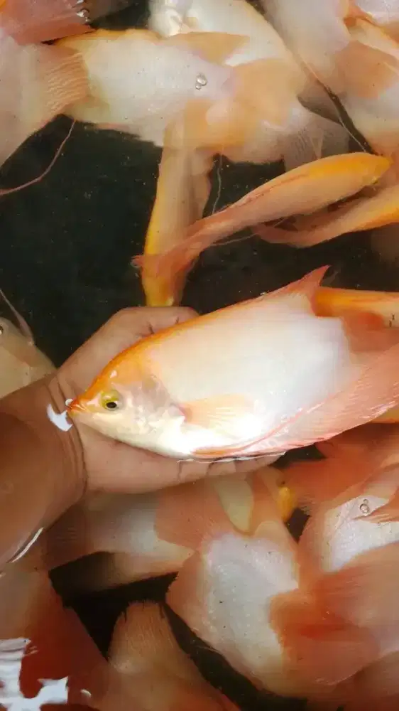 GURAME PADANG 5JARI KUALITAS UNGGUL