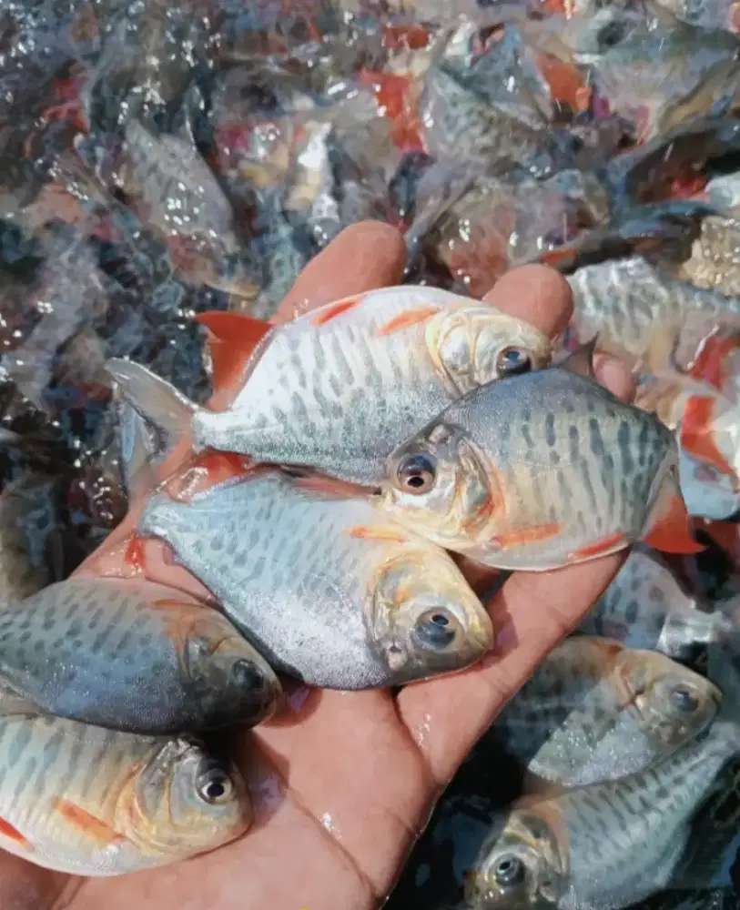 BIBIT IKAN BAWAL KUALITAS UNGGUL