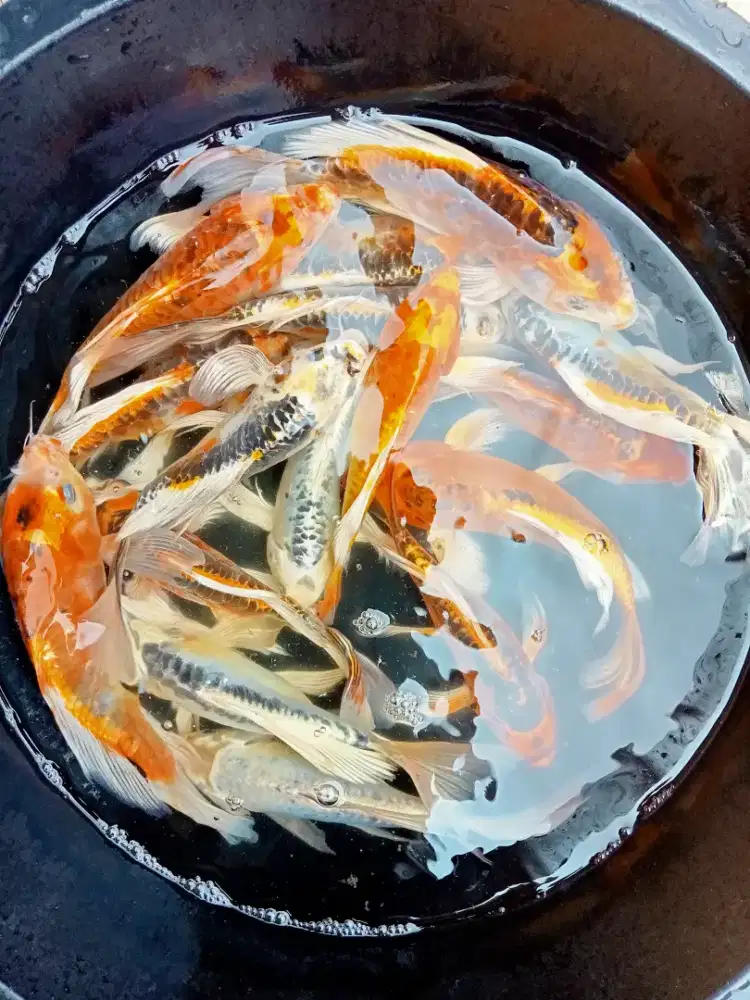 IKAN KOI KUMPAY 30cm PAKET 10EKOR