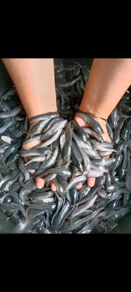 BIBIT IKAN LELE KUALITAS UNGGUL