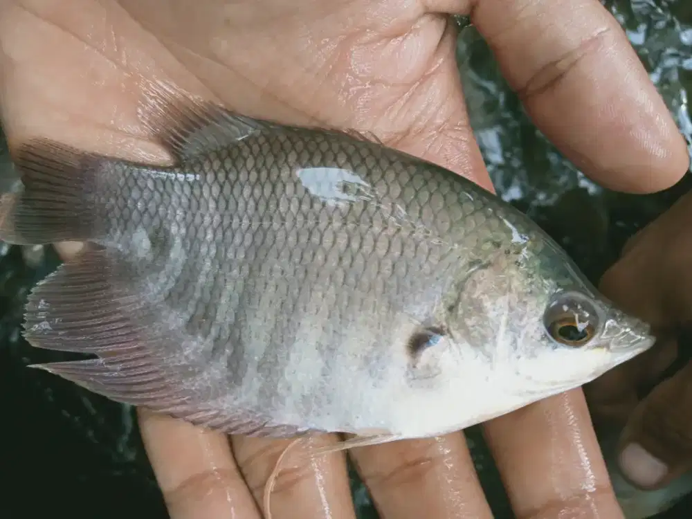 BIBIT IKAN GURAME SOANG KUALITAS UNGGUL