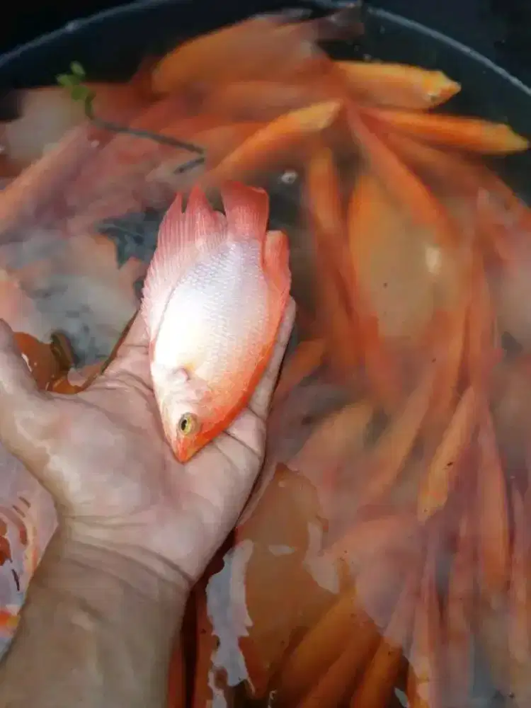 GURAME PADANG 4JARI KUALITAS UNGGUL