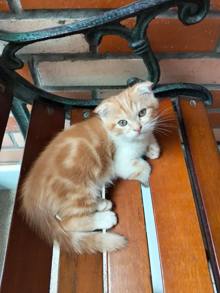 Kucing kitten scottish fold jantan