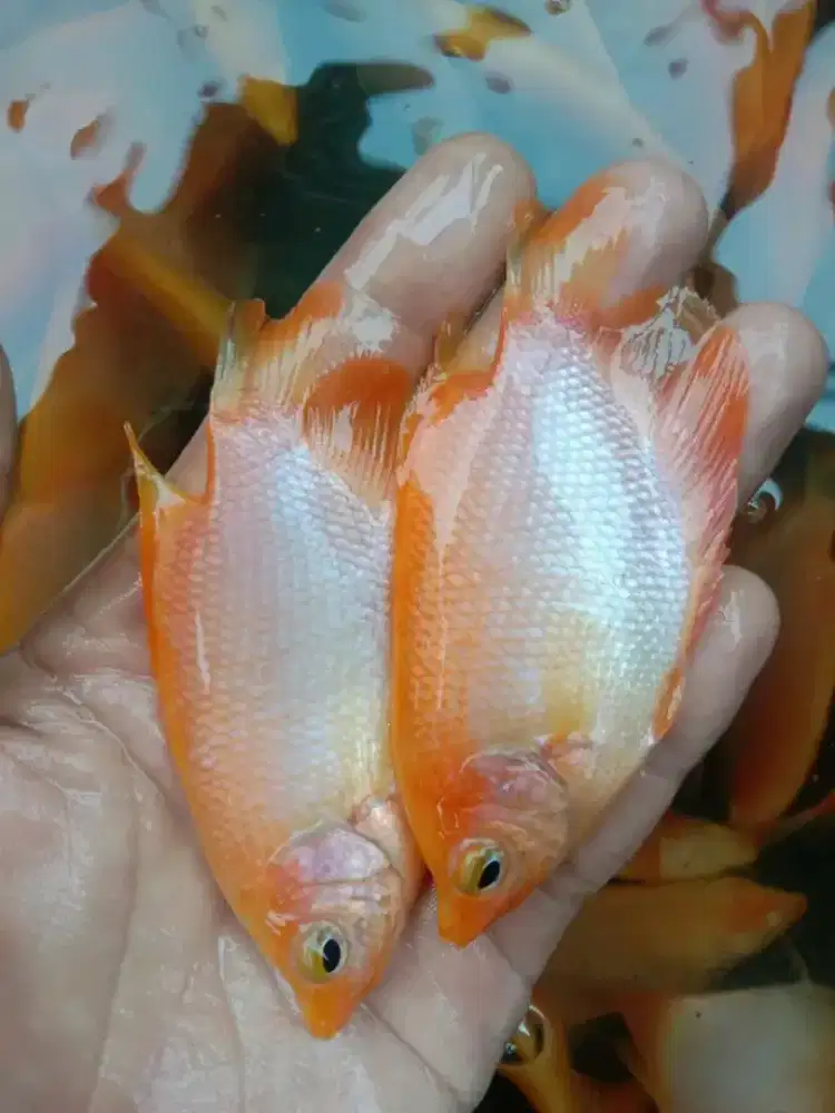 GURAME PADANG 2JARI KUALUTAS UNGGUL