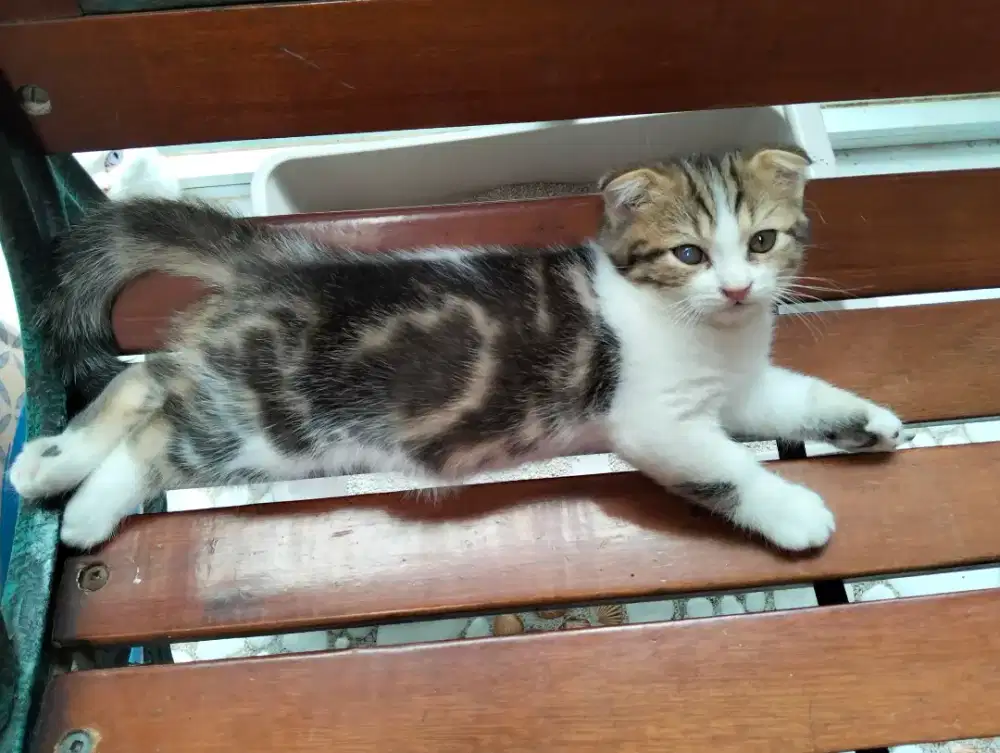 Kucing kitten Scottish fold jantan