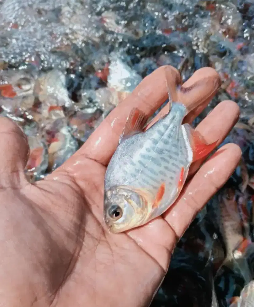 BIBIT IKAN BAWAL KUALITAS UNGGUL