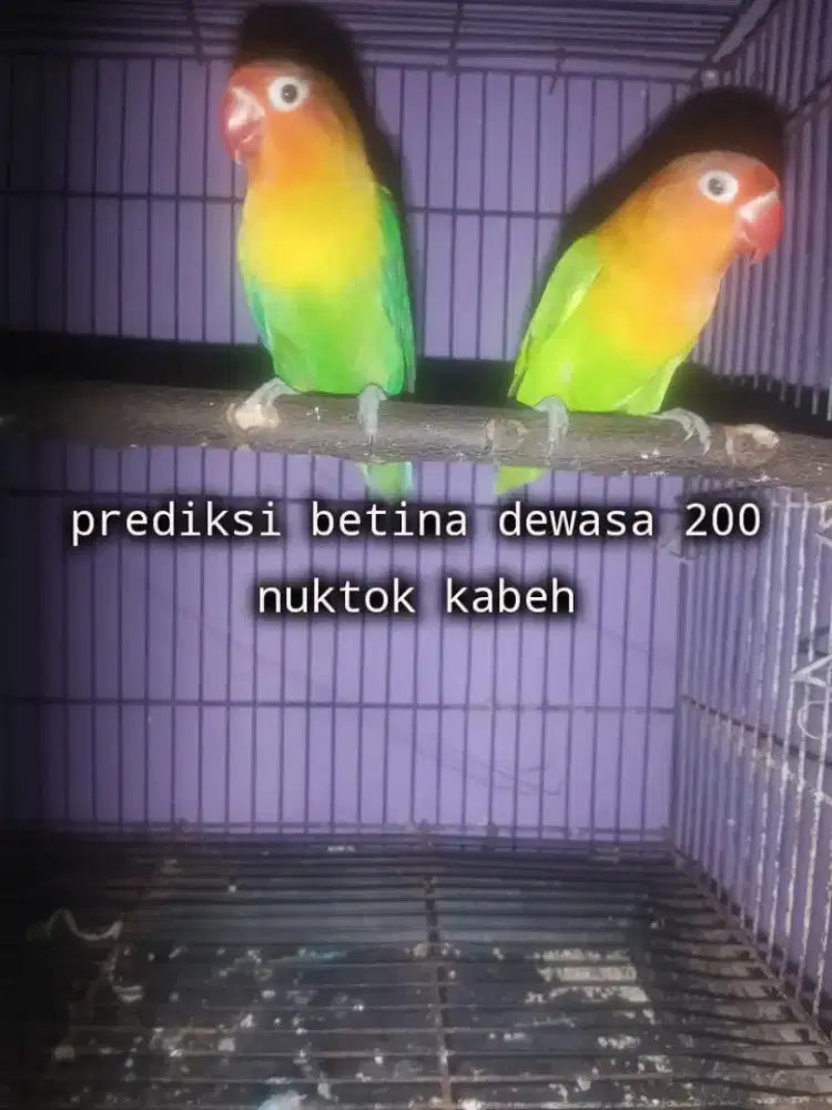 Lovebird prediksi betina