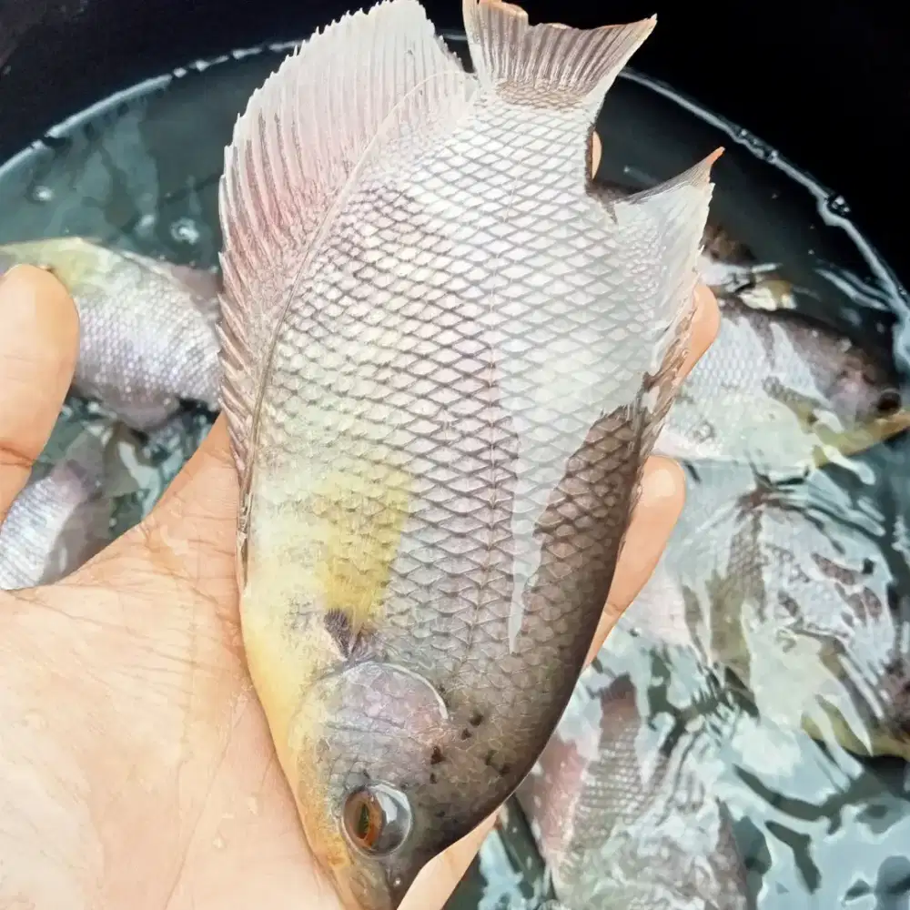 GURAME SOANG 4JARI FUL