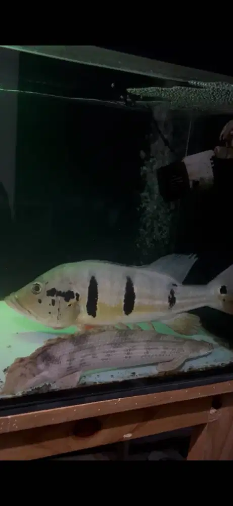 Peacock Bass Temensis