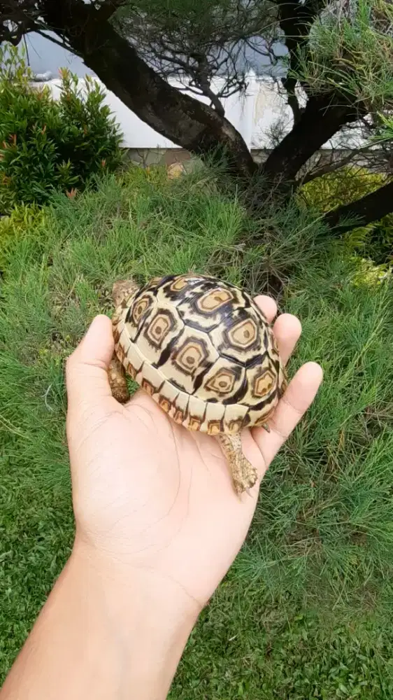 Pardalis Snow, masa depan cerah