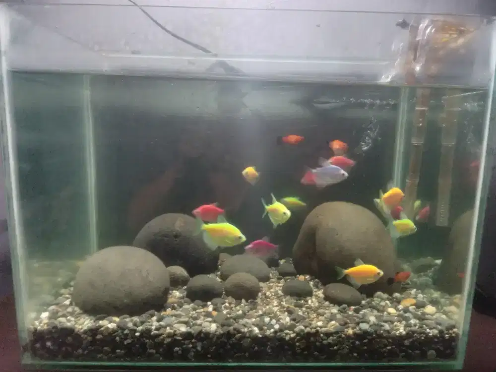 Aquarium plus ikan