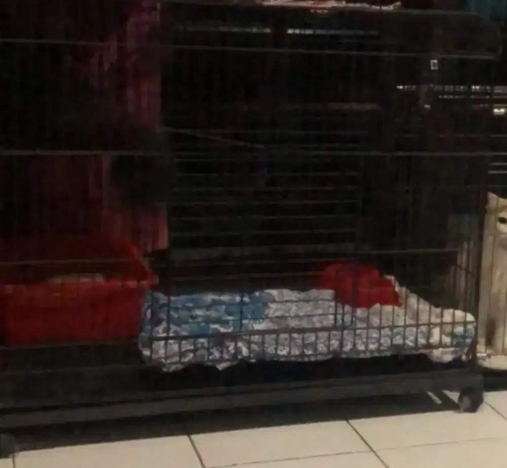 Kandang Kucing (muat dua kucing)