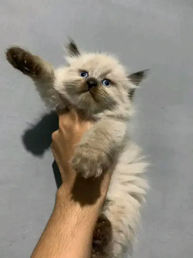 Kitten himalaya usia 2bln jantan bersih gemoy