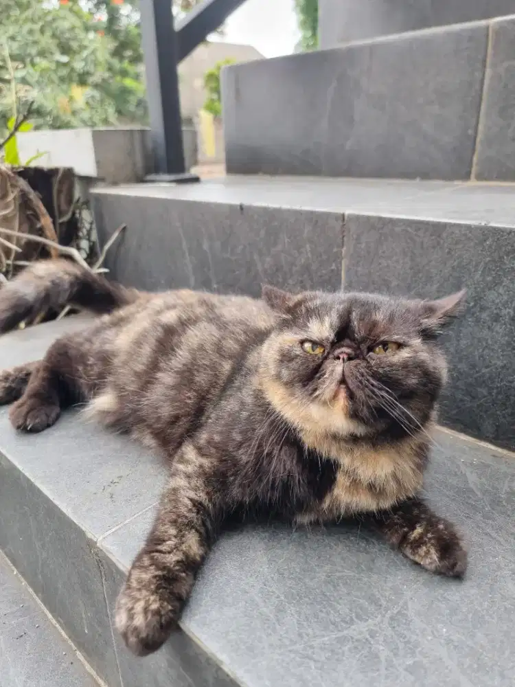 Kucing Peak Exotic Betina