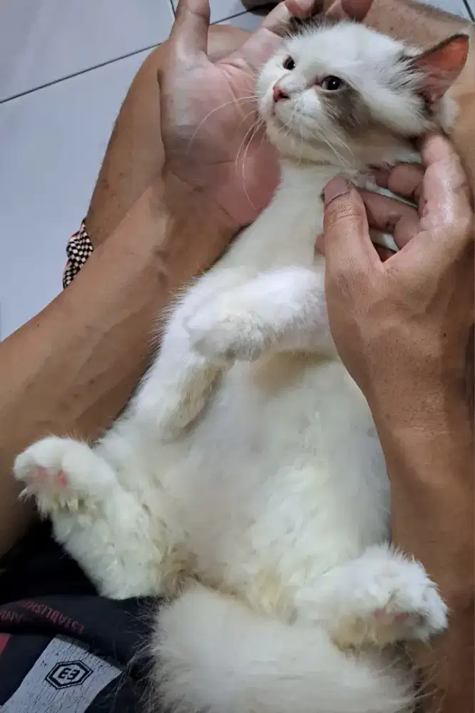 Kitten ragdoll dijual betina