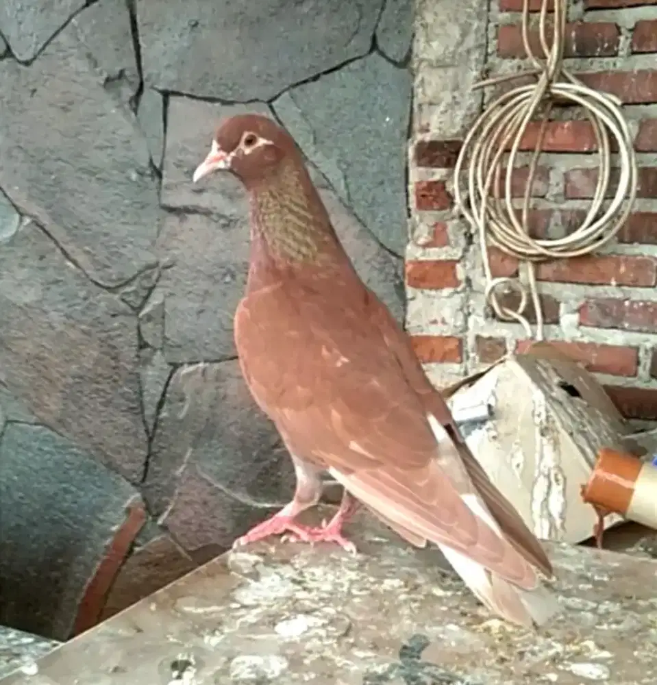 Merpati Satuan Betina Tinggian