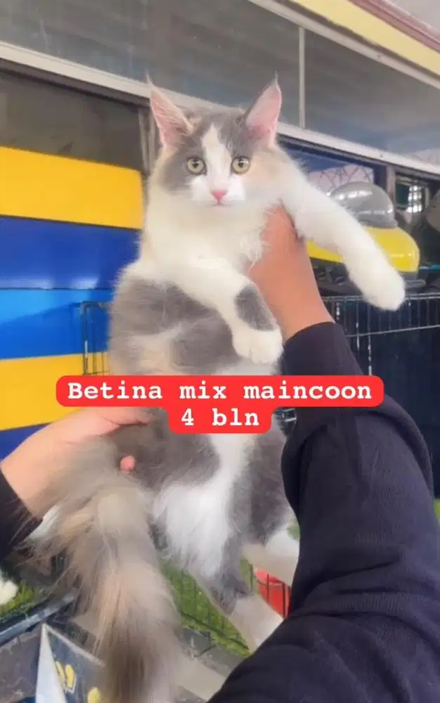 Kucing ras persia mix maincoon calico