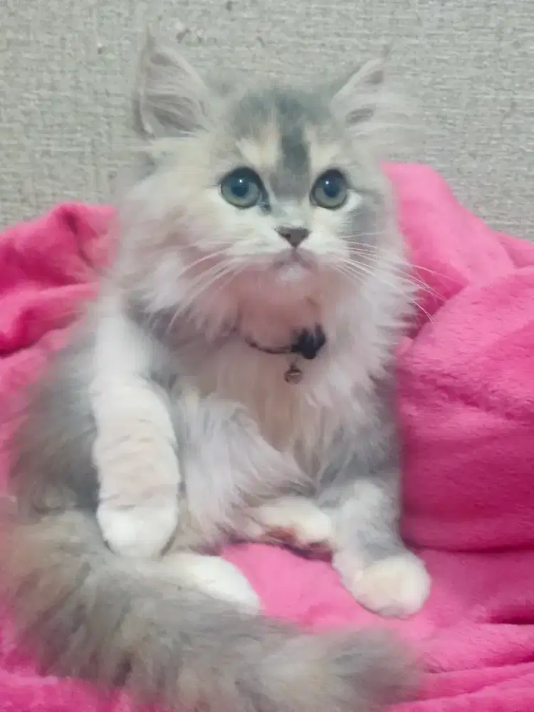 Kitten Persia 3 bulan