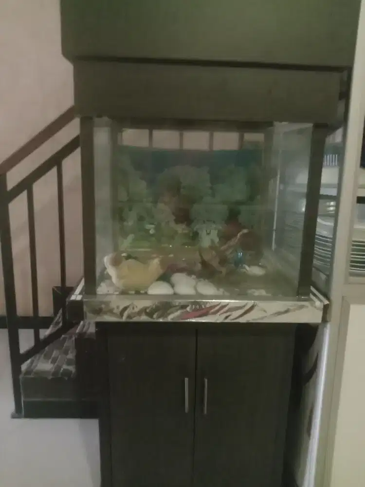 Akuarium  lebar 80 cm tinggi 190 cm