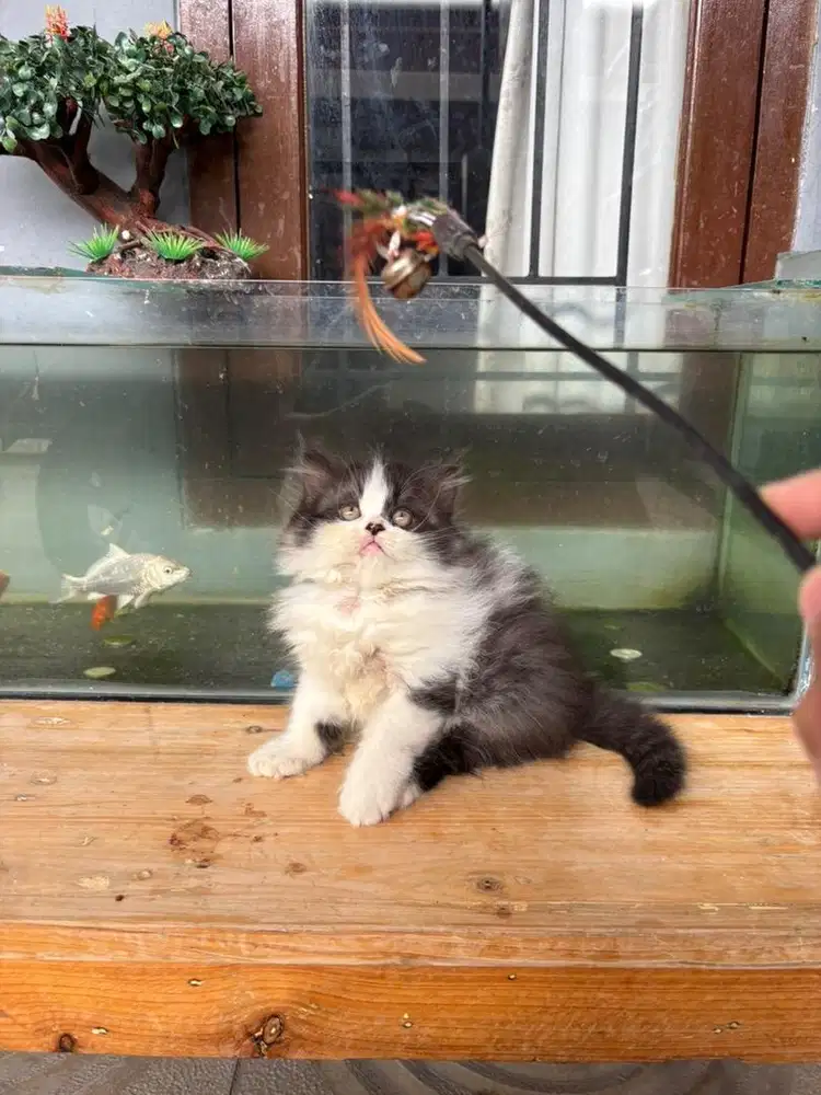 Kucing persian jantan