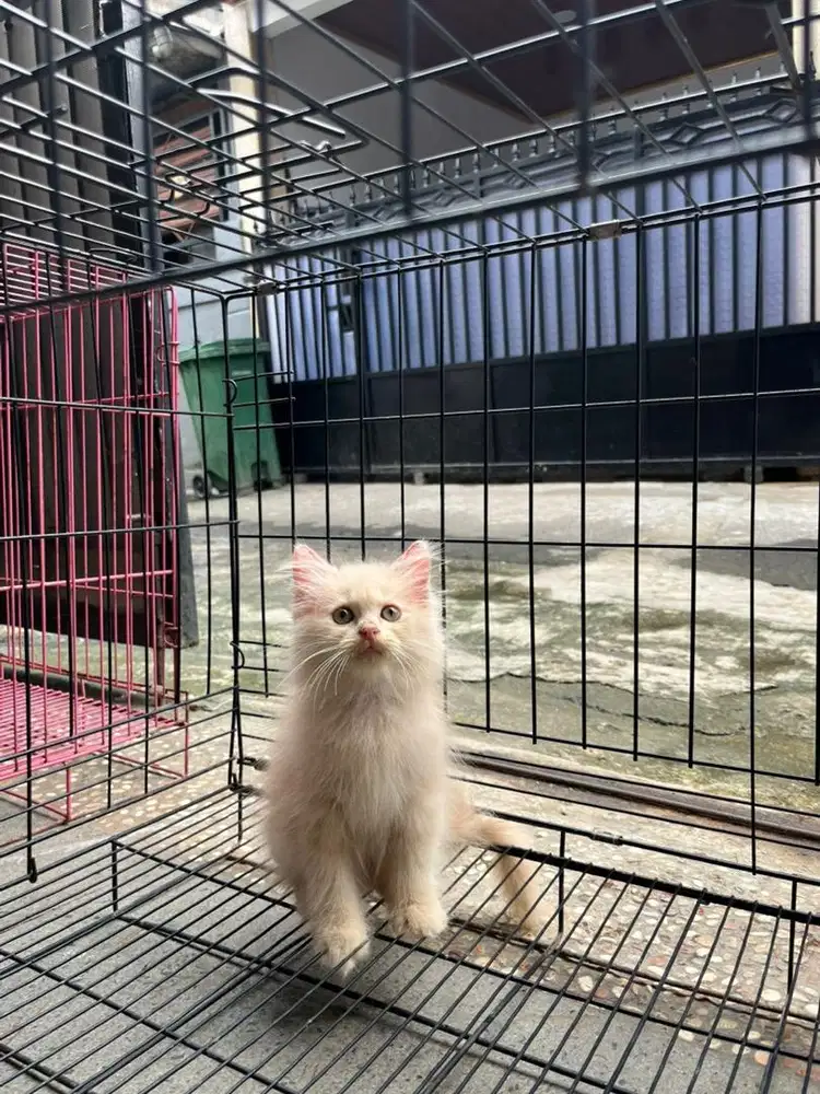 Kucing persian jantan