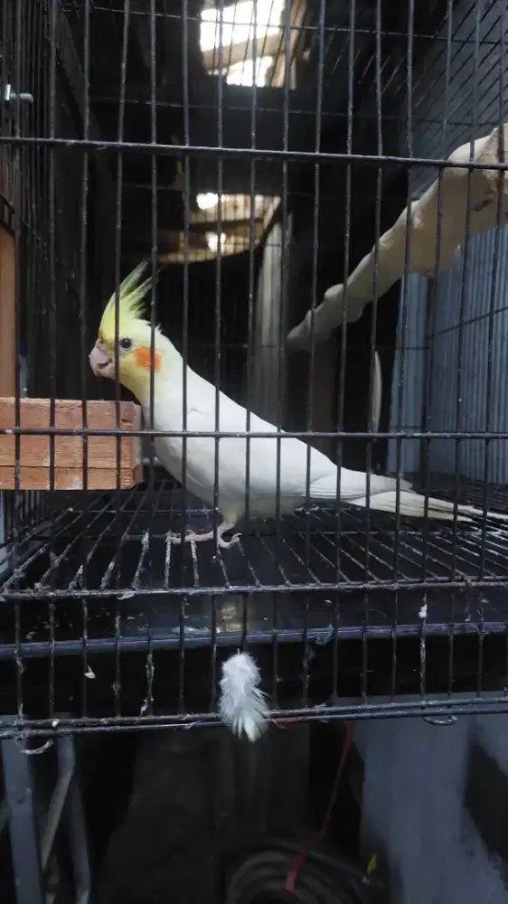 Falk/Cockatiel/Parkit Australia Lutino Jantan