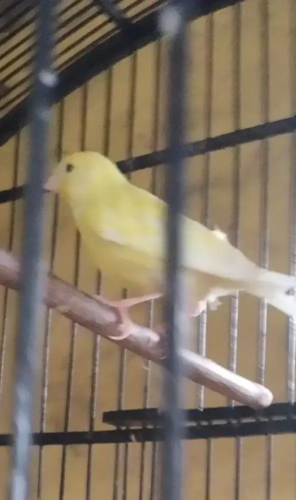 Kenari PAUD jantan kuning bersih