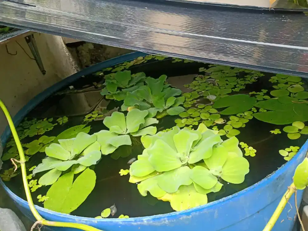 Tanaman Air Apu-apu hiasan kolam murah