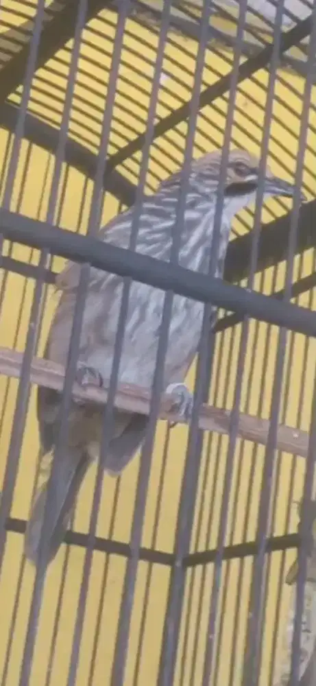 Cucak rowo dewasa usia 6 bulan giras