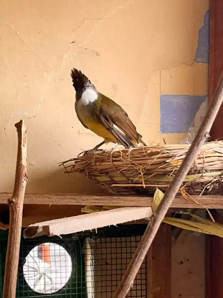 Jual burung cucak jenggot jawa sepasang mau bertelur