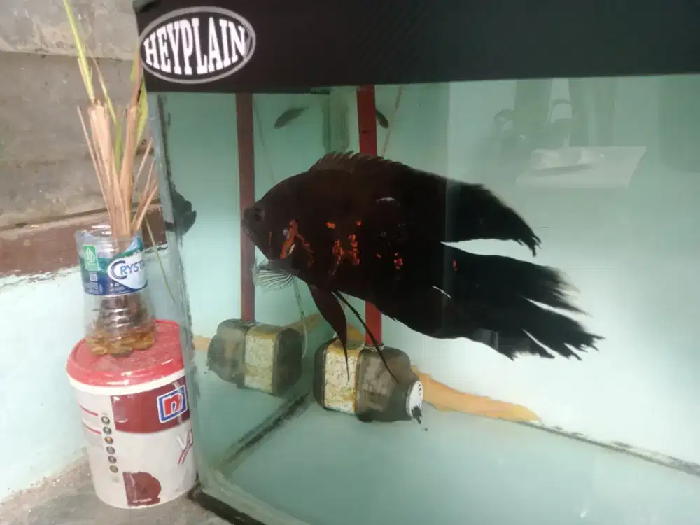 Oscar slayer size gede