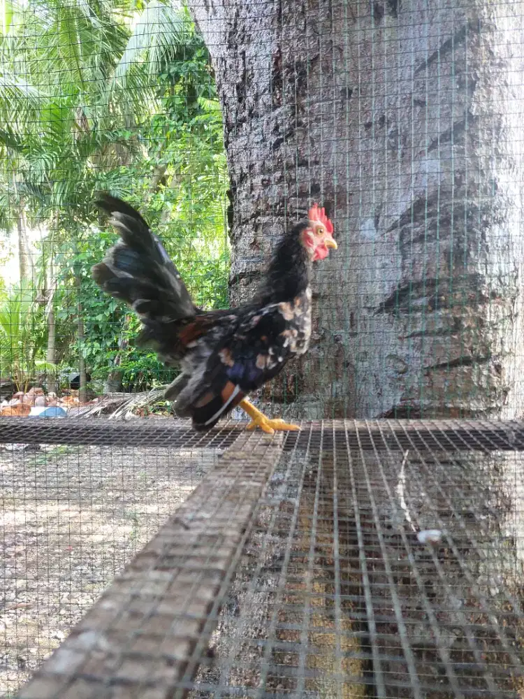 Jantan kate remaja mnuju dewasa